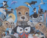 Wildlife Art by Clare Fowler-Potts